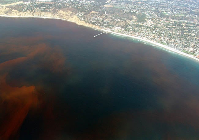 Red tide as seen from the air - this shot was taken in California