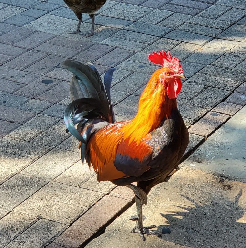 One of the Locals in Key West